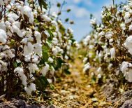 ΠΕ Ημαθίας: 1ο δελτίο Γεωργικών Προειδοποιήσεων ολοκληρωμένης φυτοπροστασίας στη Βαμβακοκαλλιέργεια 