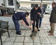 Συνεχίζονται οι έλεγχοι για τα δεσποζόμενα ζώα συντροφιάς