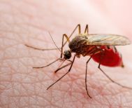 Υπερκινητικότητα κουνουπιών και ενημέρωση του κόσμου