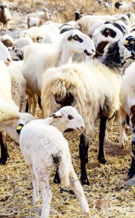 Ανησυχία και κινητοποίηση για τα κρούσματα πανώλης στα αιγοπρόβατα