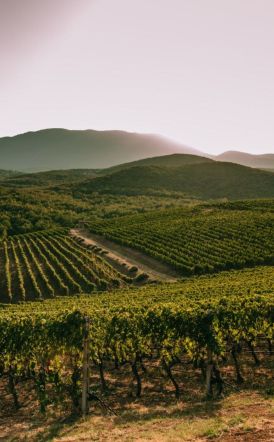 Το Σάββατο 5 Απριλίου στη Δημόσια Βιβλιοθήκη Βέροιας: ΟΙΝΟΣ & ΒΙΩΣΙΜΟΤΗΤΑ: ΜΙΑ ΝΕΑ ΒΙΒΛΙΟΘΗΚΗ, ΜΙΑ ΝΕΑ ΠΡΟΟΠΤΙΚΗ  -Εκδήλωση για την πρώτη Βιβλιοθήκη Οίνου της χώρας