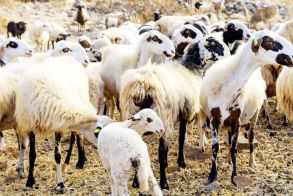 Ανησυχία και κινητοποίηση για τα κρούσματα πανώλης στα αιγοπρόβατα
