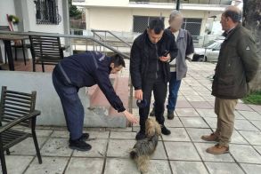 Συνεχίζονται οι έλεγχοι για τα δεσποζόμενα ζώα συντροφιάς