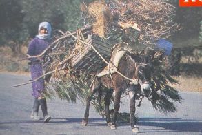  ΕΠΙΓΡΑΜΜΑΤΑ   ΑΠΟ   ΤΗΝ   ΕΛΛΗΝΙΚΗ   ΑΝΘΟΛΟΓΙΑ