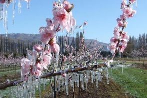 Σοβαρές ζημιές στις καλλιέργειες της Ημαθίας από τον παγετό των τελευταίων ημερών -Επαφές και συσκέψεις στον ΕΛΓΑ Βέροιας, για άμεση καταγραφή και απόδοση αποζημιώσεων