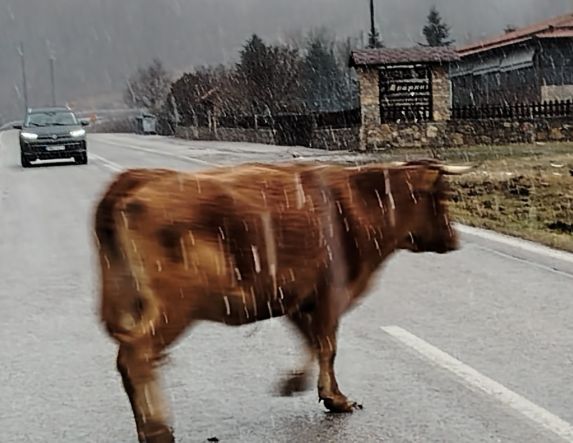 Με τέτοια κακοκαιρία οι αγελάδες «βολτάρουν» στον δρόμο της Κουμαριάς!