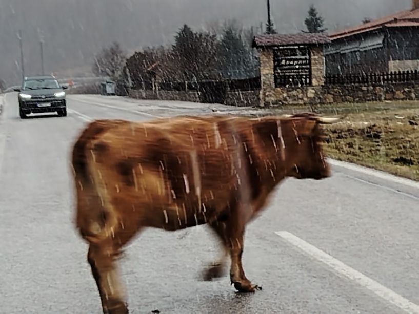 Με τέτοια κακοκαιρία οι αγελάδες «βολτάρουν» στον δρόμο της Κουμαριάς!