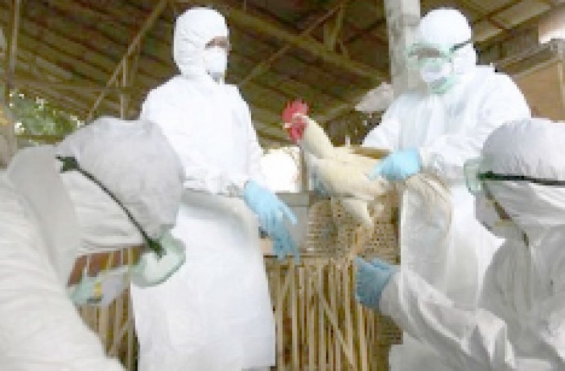 Οδηγίες του Τμήματος  Κτηνιατρικής της Π.Ε. Ημαθίας  για την γρίπη των πτηνών
