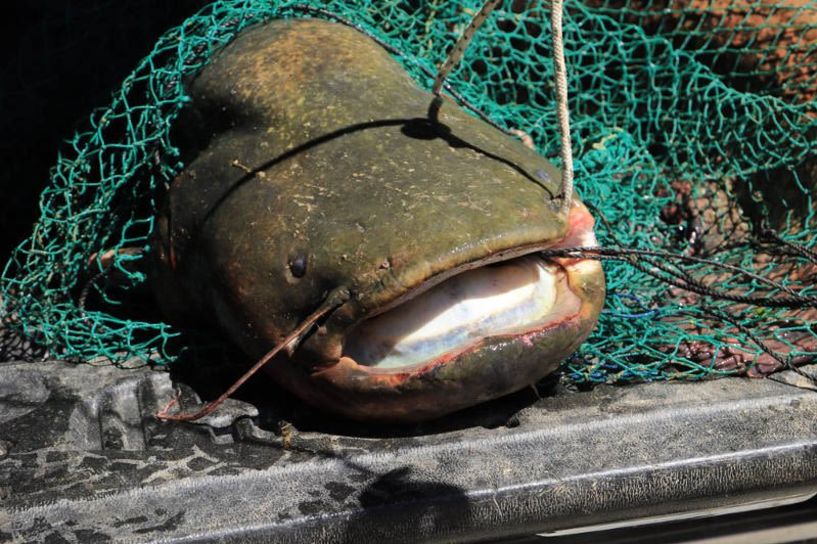 Βελβεντό Κοζάνης: Ψάρεψαν γουλιανό... 127 κιλών στη λίμνη Πολυφύτου! (φωτογραφίες)