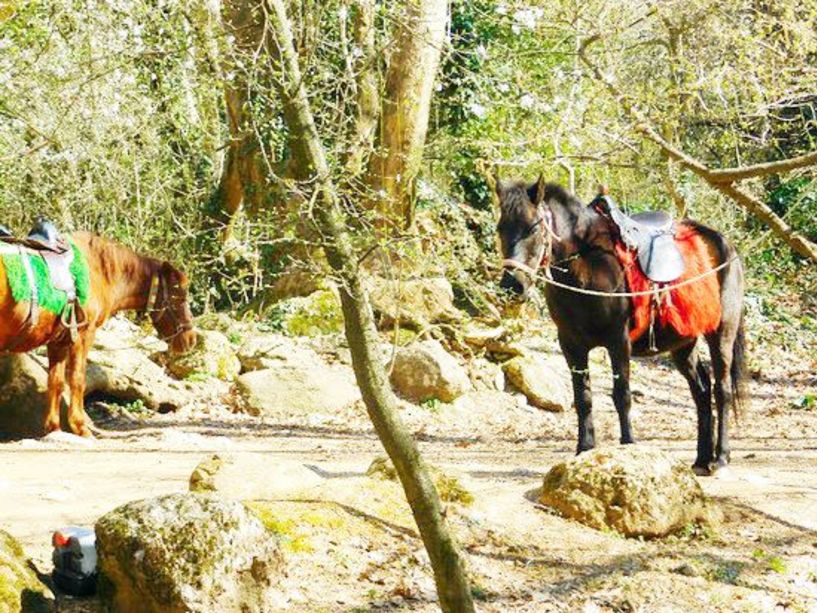 Στο αυτόφωρο ο 59χρονος που κατηγορείται για σεξουαλική παρενόχληση δύο μαθητριών ενώ ίππευαν στο άλσος Αγίου Νικολάου!