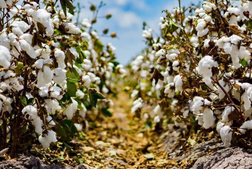 ΠΕ Ημαθίας: 1ο δελτίο Γεωργικών Προειδοποιήσεων ολοκληρωμένης φυτοπροστασίας στη Βαμβακοκαλλιέργεια 