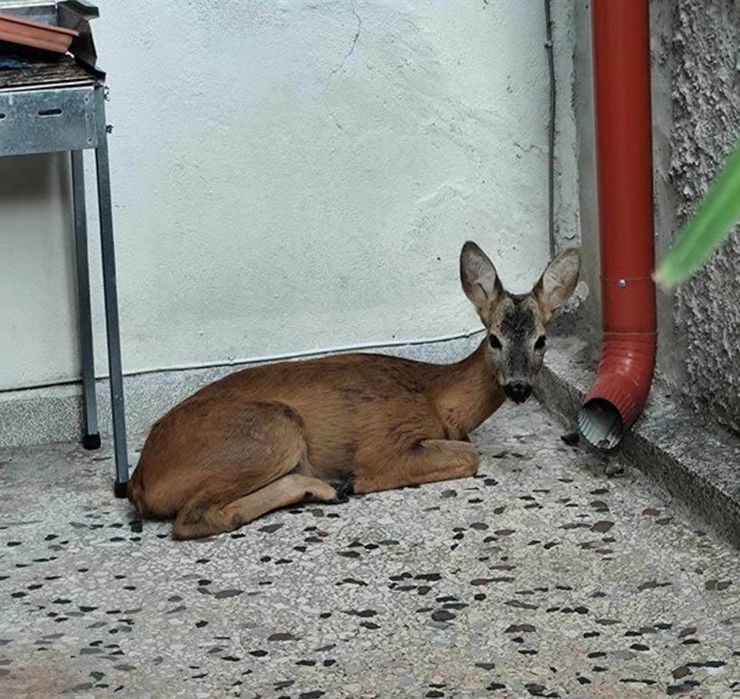 Διάσωση ζαρκαδιού στη Νάουσα