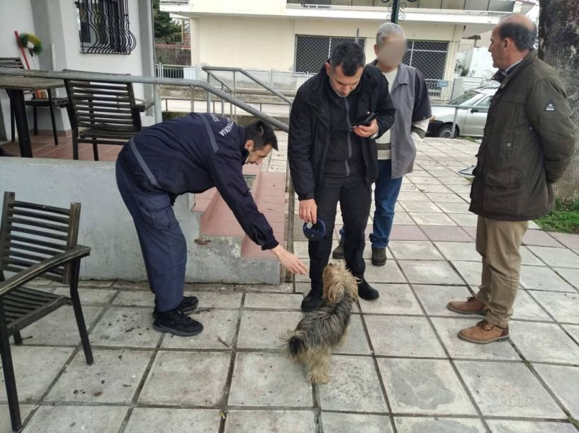 Συνεχίζονται οι έλεγχοι για τα δεσποζόμενα ζώα συντροφιάς