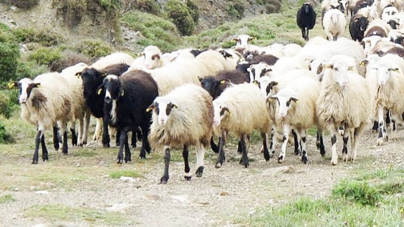 Από σήμερα απαγορεύεται η μετακίνηση ζώων και στην Κ. Μακεδονία λόγω ευλογιάς