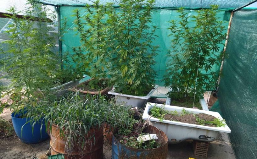 Ημαθία: Καλλιεργούσε στην ταράτσα του σπιτιού του δίμετρα δενδρύλλια κάνναβης 