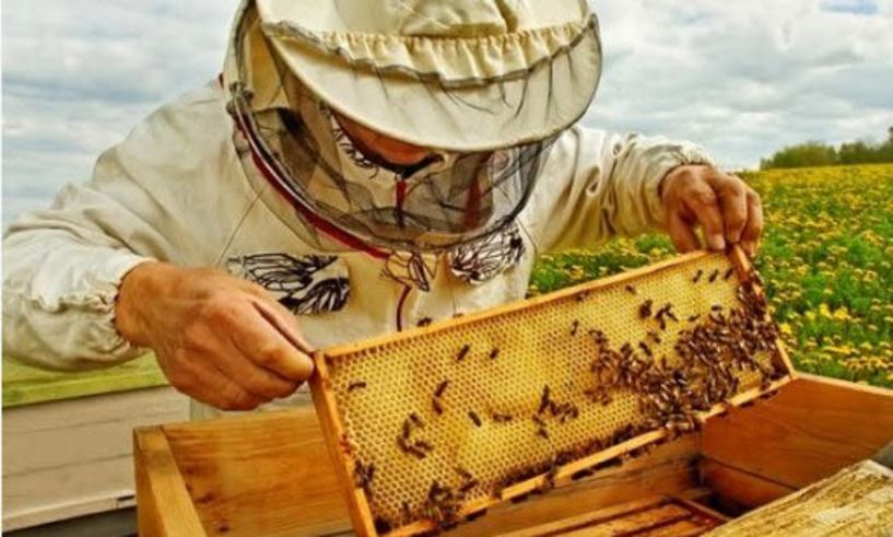 ΕΛΓΟ – ΔΗΜΗΤΡΑ:  Πρόγραμμα κατάρτισης μελισσοκόμων της ΠΕ Πέλλας 
