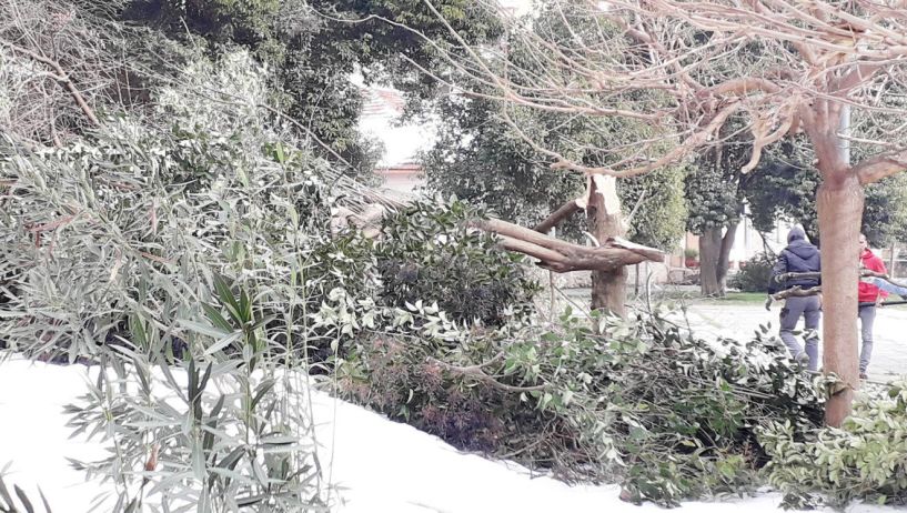 Έπεσε δέντρο στο προαύλιο του Αγ. Αντωνίου,  από τον χιονιά