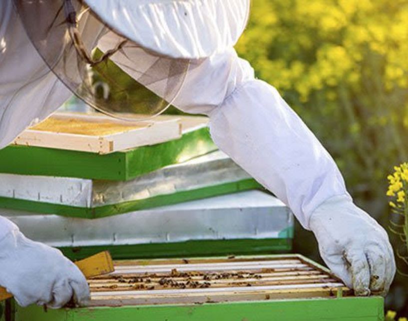 Μελισσοκόμοι: Μέχρι τις 20 Οκτωβρίου η δήλωση κατεχόμενων κυψελών για το έτος 2023