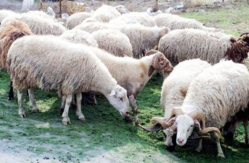 Άνοιξαν μαντρί και έκλεψαν 8 πρόβατα