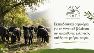 Εκπαιδευτικά σεμινάρια για τη γενετική βελτίωση της αυτόχθονης ελληνικής φυλής του μαύρου χοίρου