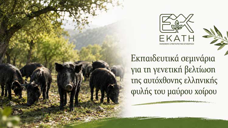 Εκπαιδευτικά σεμινάρια για τη γενετική βελτίωση της αυτόχθονης ελληνικής φυλής του μαύρου χοίρου